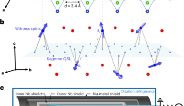 Spinon mediation of witness spin dynamics in herbertsmithite