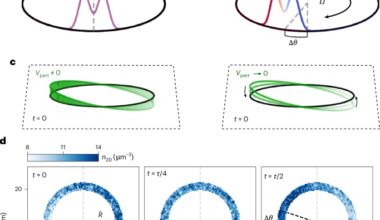 Angular momentum of rotating fermionic superfluids by Sagnac phonon interferometry
