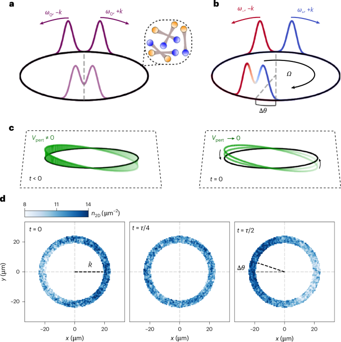 Angular momentum of rotating fermionic superfluids by Sagnac phonon interferometry
