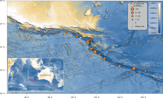 A 5.3-million-year-old deep-sea whale necropolis in the Diamantina Zone