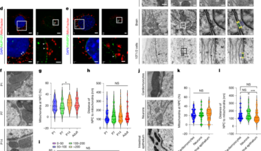 Mitochondria directly interact with the nuclear pore complex