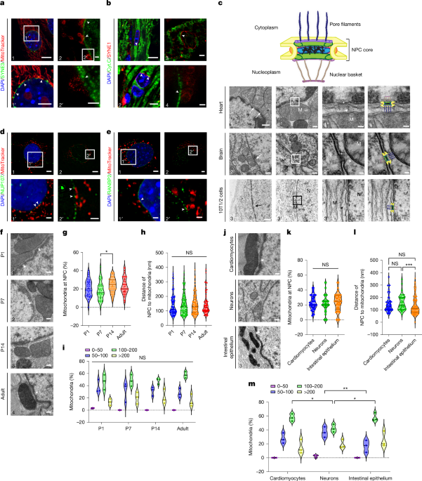 Mitochondria directly interact with the nuclear pore complex