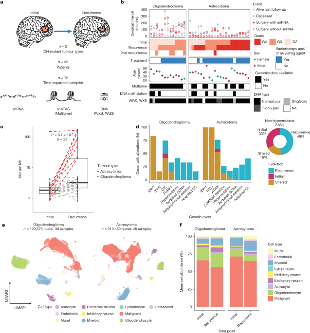 Acquired genetic and cell-state changes in IDH-mutant glioma progression