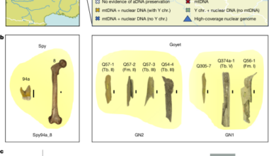 Genetic diversity of late Neanderthals in northwestern Europe