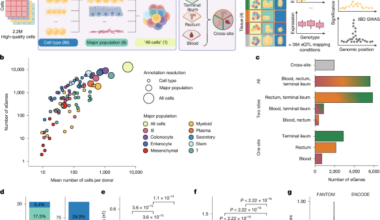 Cell-type-resolved genetic variation shapes inflammatory bowel disease risk