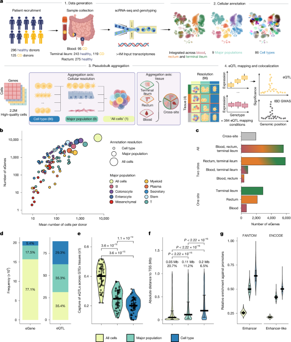 Cell-type-resolved genetic variation shapes inflammatory bowel disease risk