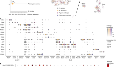 Whole-genome duplication shaped cell-type evolution in the vertebrate brain