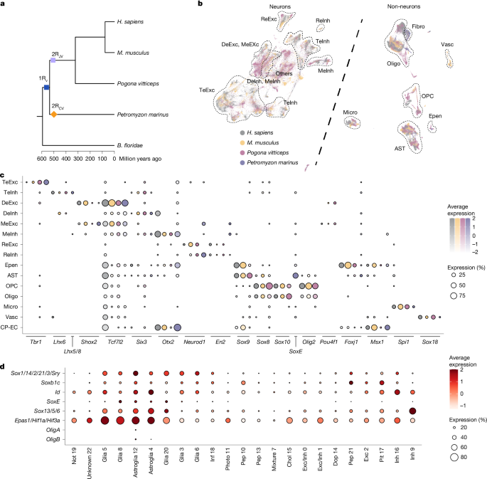 Whole-genome duplication shaped cell-type evolution in the vertebrate brain