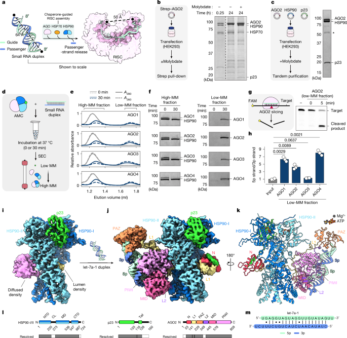 Structural basis for chaperone-guided assembly of RNA-induced silencing complex