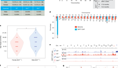 SIRT7 regulates dosage compensation and safeguards the female X chromosome