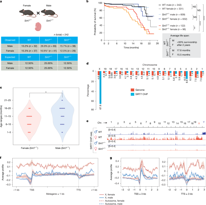 SIRT7 regulates dosage compensation and safeguards the female X chromosome