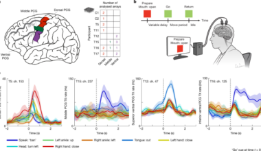 A mosaic of whole-body representations on the human precentral gyrus