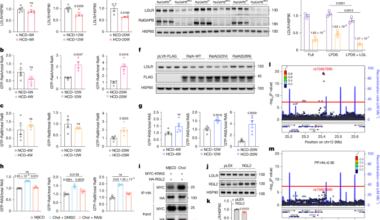 Dietary cholesterol activates a Ral-dependent pathway driving LDLR turnover