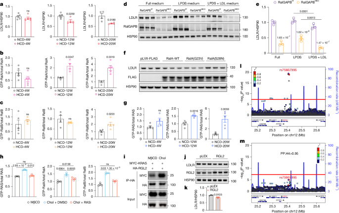 Dietary cholesterol activates a Ral-dependent pathway driving LDLR turnover