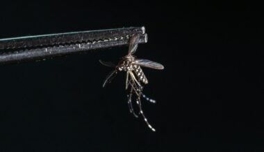 Scientist confronting the rising global threat of mosquitoes
