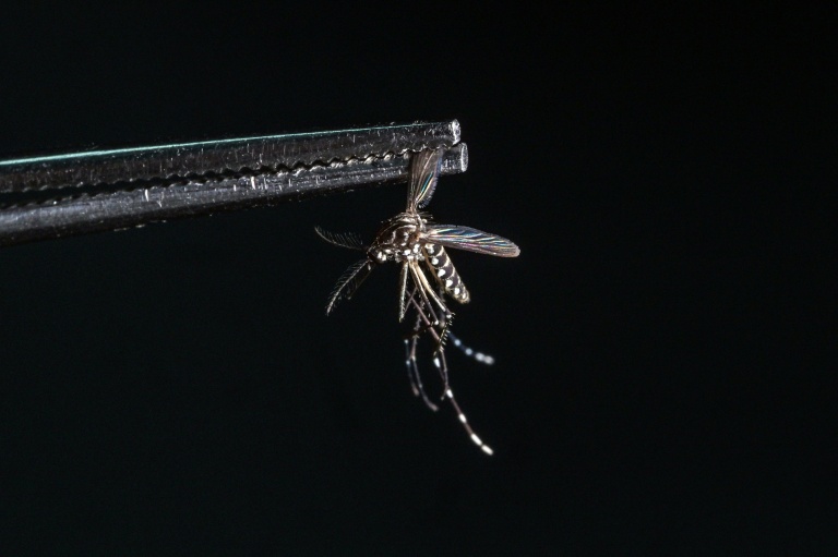 Scientist confronting the rising global threat of mosquitoes
