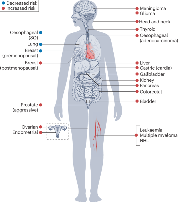 Adiposity and cancer: epidemiology, mechanisms and future perspectives