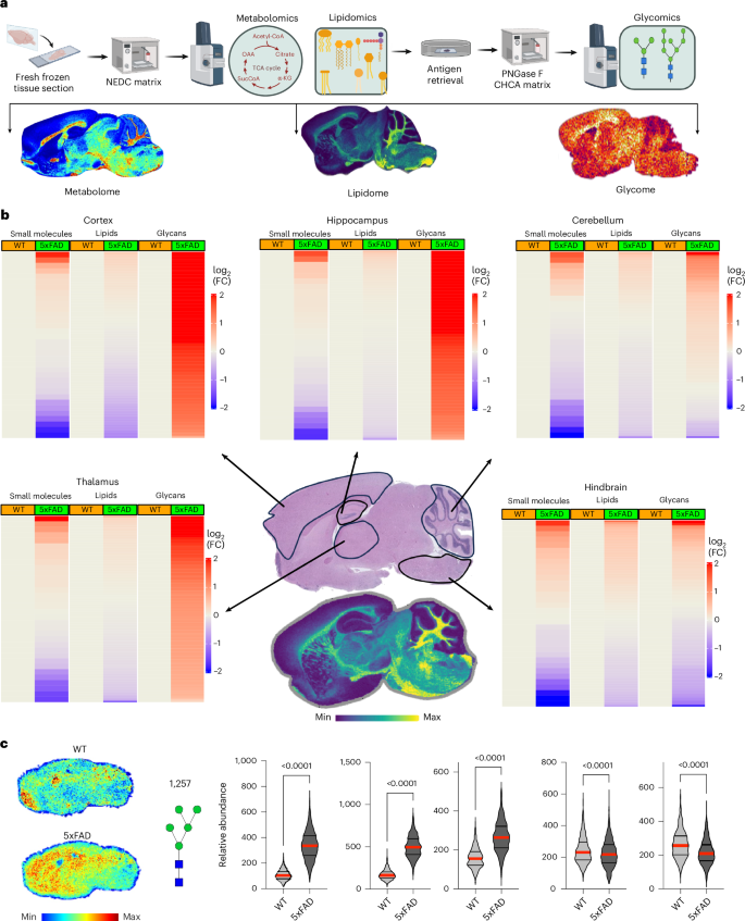 Fig. 3: Conserved hyperglycosylation in the 5xFAD mouse model of AD.