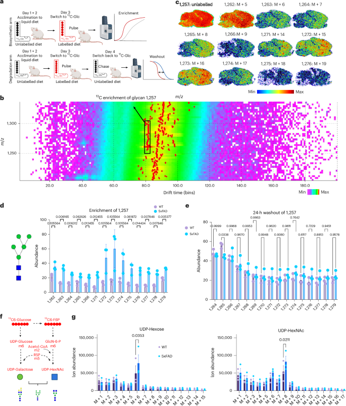 Fig. 4: Increased glycan biosynthesis drives hyperglycosylation in the 5xFAD mouse model.