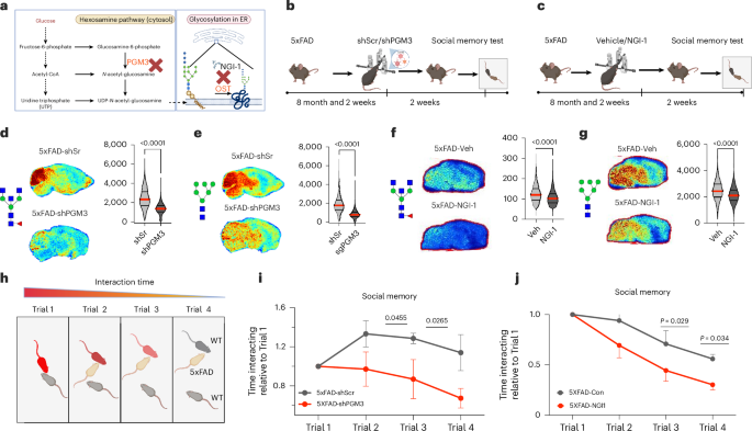 Fig. 5: Targeting hexosamine pathway-dependent N-glycosylation reduces brain N-glycans and improves social memory in 5xFAD mice.