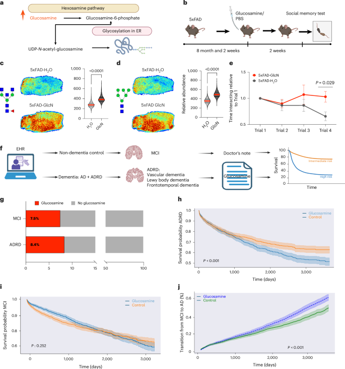 Fig. 6: Glucosamine increases brain N-glycans, worsens social memory in 5xFAD mice and is associated with adverse outcomes in real-world evidence of dementia cohorts.