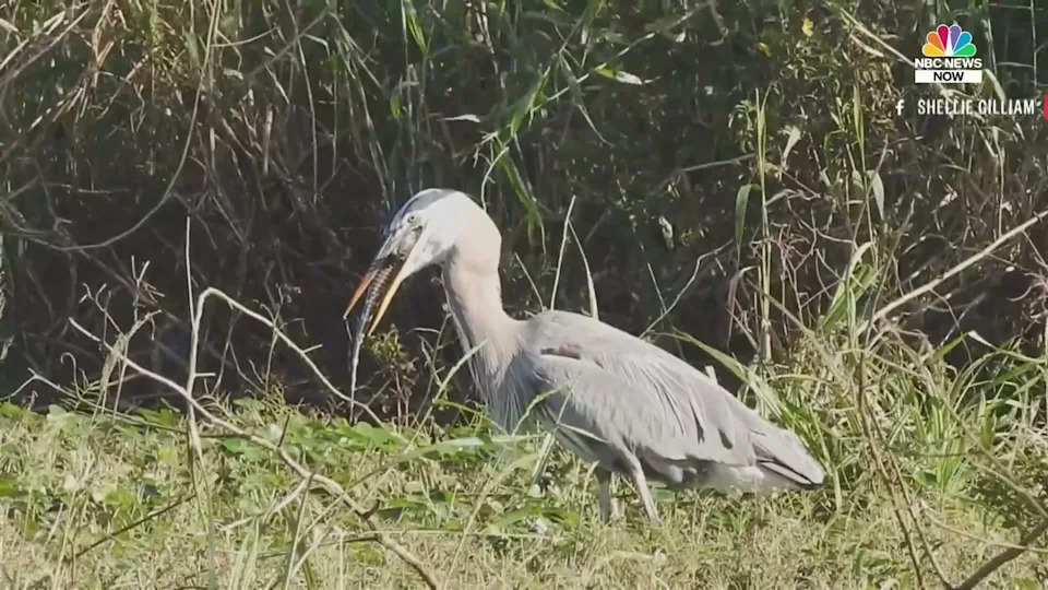 Heron with prey in beak, good full-body framing