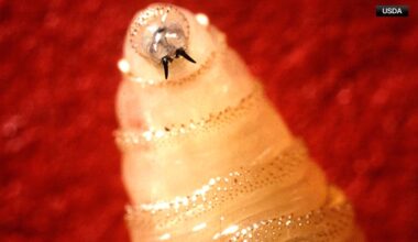 USDA confirms three new cases of New World screwworm in Texas
