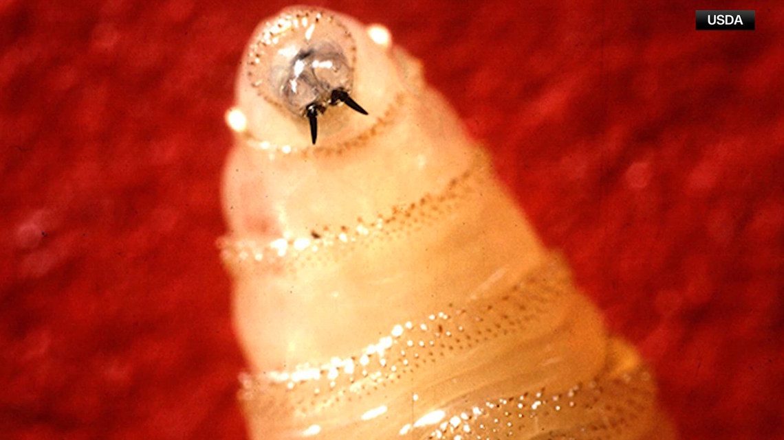 USDA confirms three new cases of New World screwworm in Texas
