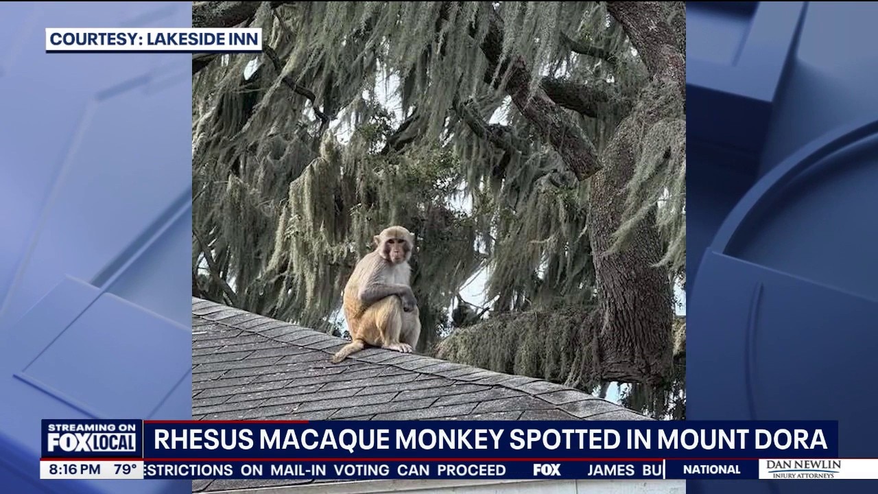 Monkey spotted near Mount Dora's Lakeside Inn