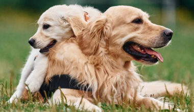 Golden Retriever Puppies Hilariously Take Their Mom for a Walk