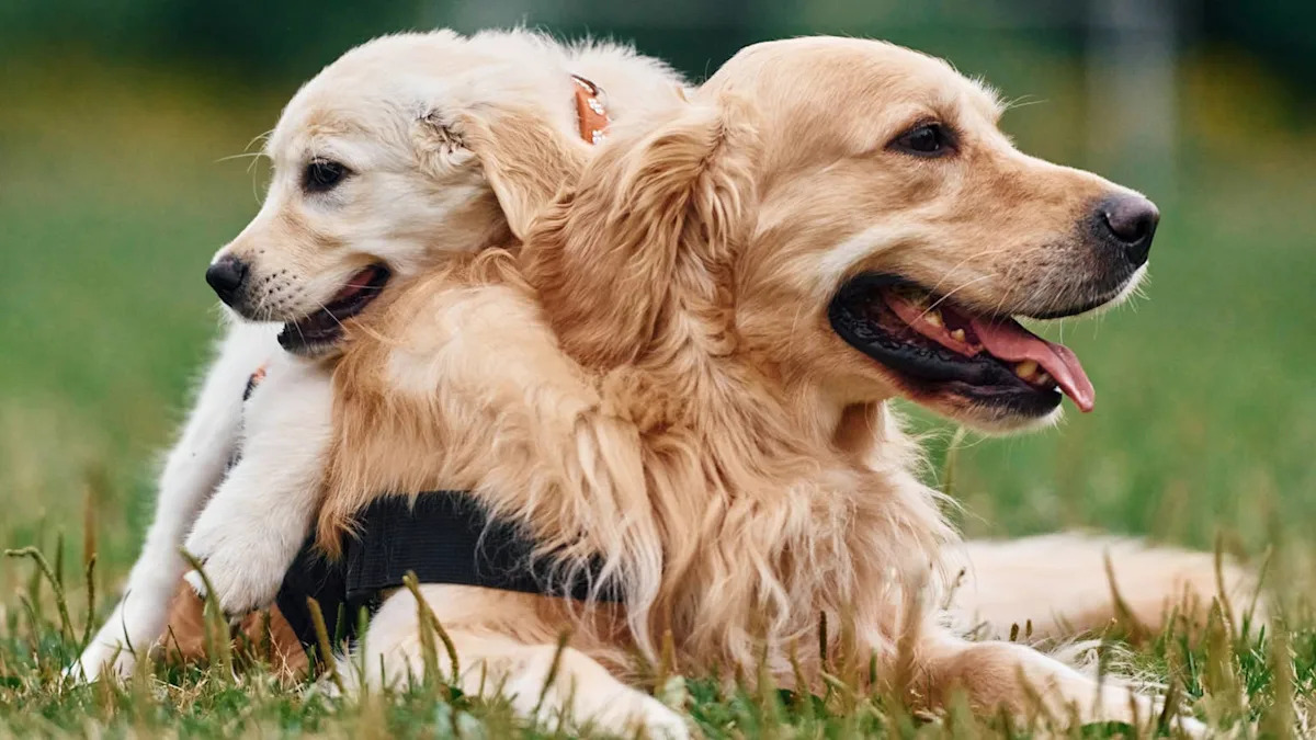 Golden Retriever Puppies Hilariously Take Their Mom for a Walk