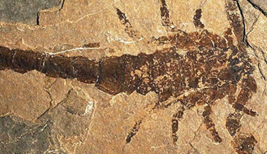 Scientists Thought Giant Fossils Belonged to a Prehistoric Crustacean. The Actual Answer Is Much More Frightening