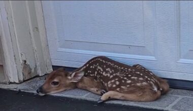 Why you should leave a lone fawn alone this spring – NBC10 Philadelphia
