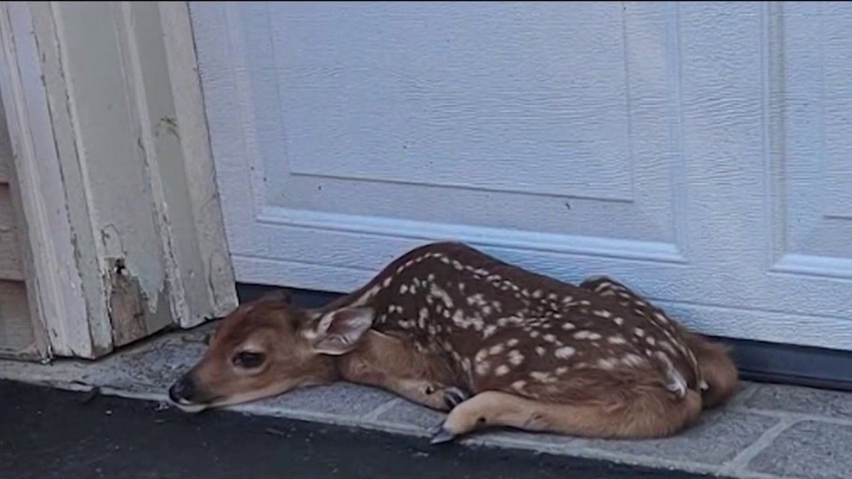 Why you should leave a lone fawn alone this spring – NBC10 Philadelphia