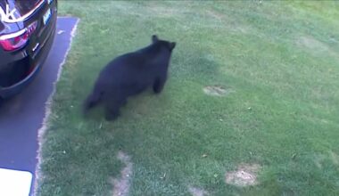 Negative bear interactions continue at concerning rate, prompting more warnings from wildlife officials – NBC Connecticut