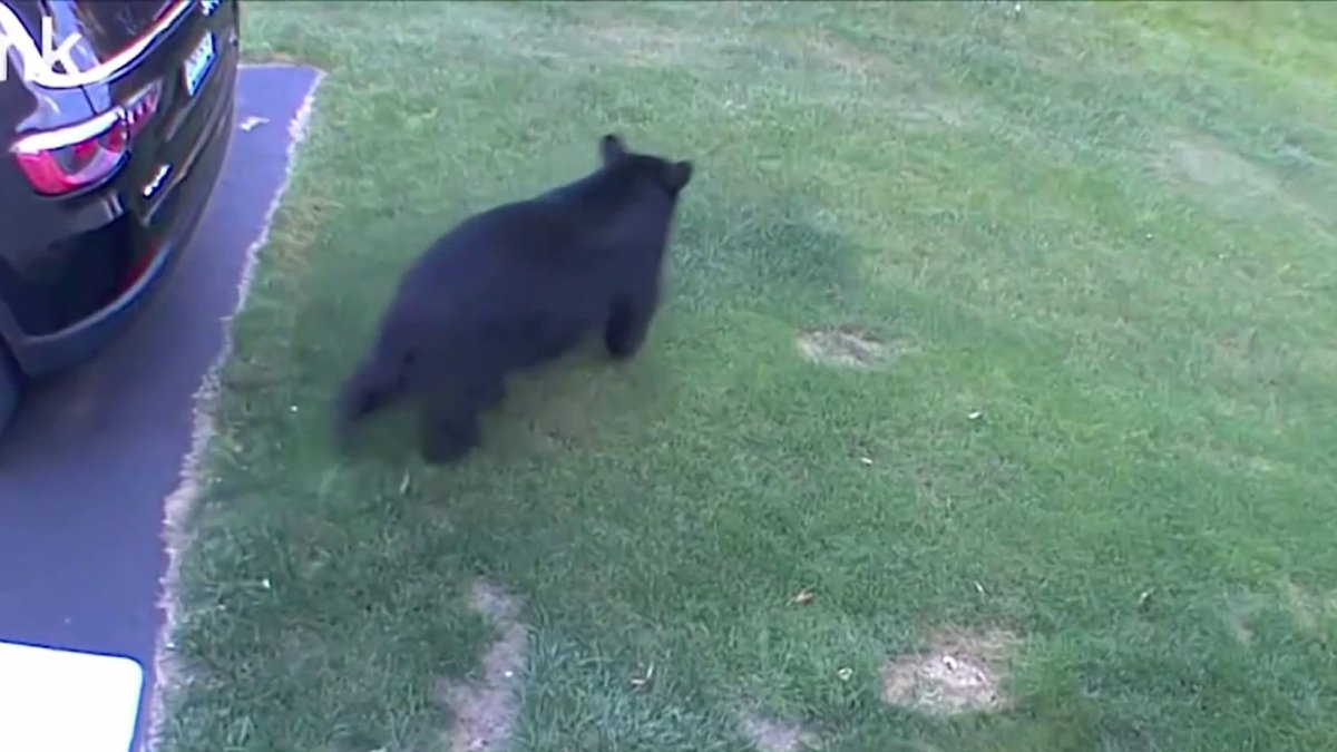 Negative bear interactions continue at concerning rate, prompting more warnings from wildlife officials – NBC Connecticut