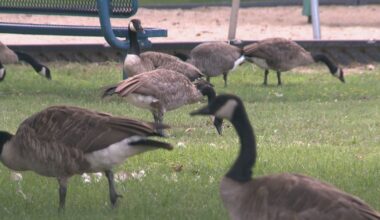 Mishawaka prepares for second Canada goose relocation in two years