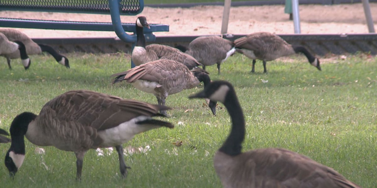 Mishawaka prepares for second Canada goose relocation in two years