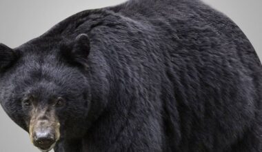 Cass County sheriff issues alert after black bear sightings