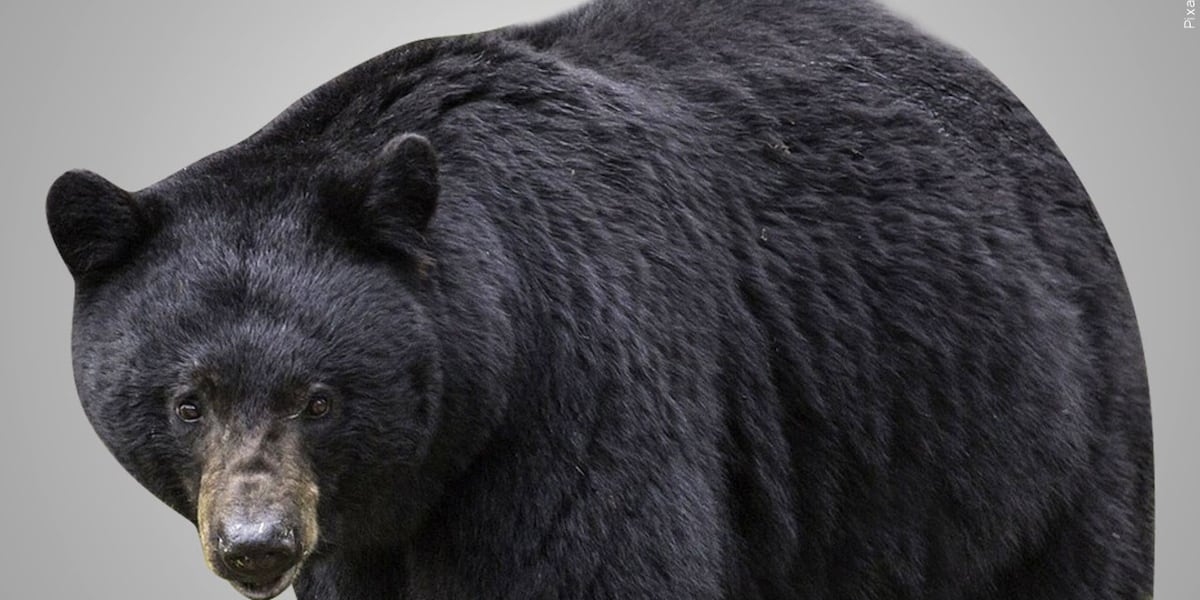 Cass County sheriff issues alert after black bear sightings