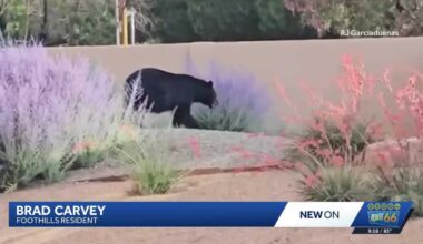 Black Bear spotted roaming Northeast Heights Neighborhood