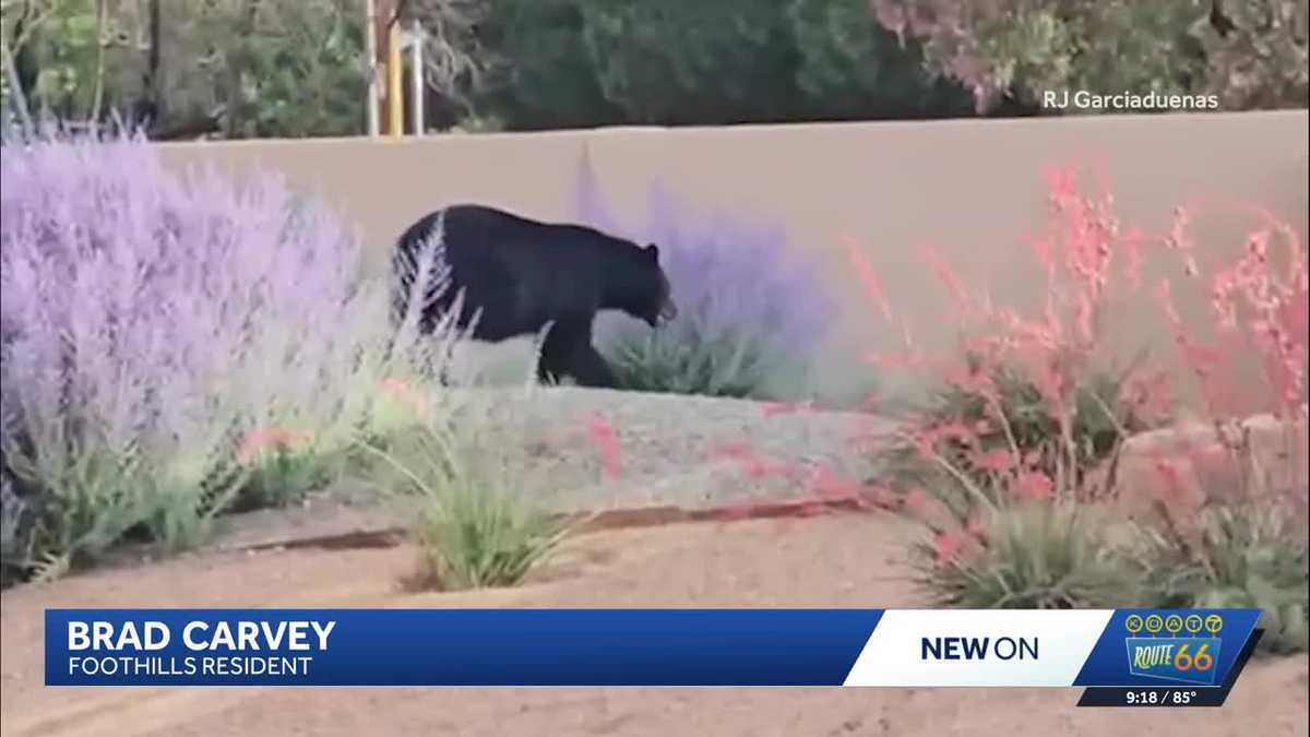 Black Bear spotted roaming Northeast Heights Neighborhood