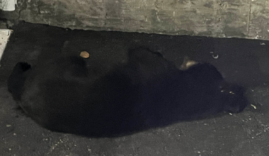 Black bear tranquilized, relocated after wandering through Portland