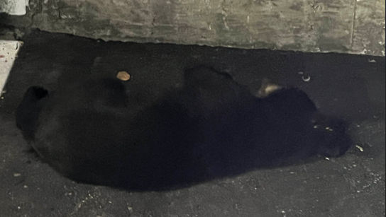 Black bear tranquilized, relocated after wandering through Portland
