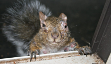 ‘Zombie’ squirrels with oozing warts are found in several states in peoples’ backyards