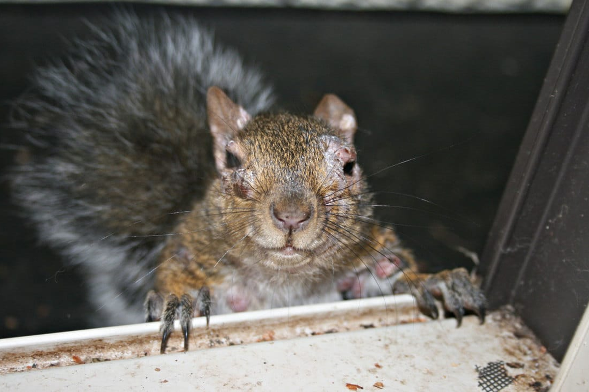 ‘Zombie’ squirrels with oozing warts are found in several states in peoples’ backyards