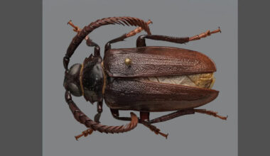 A ‘mystery beetle’ is devouring North Carolina’s precious blueberries