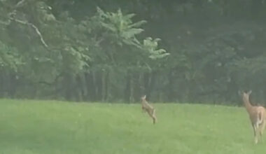 Backyard fawn spotted 'getting his steps in' as it prances through the yard
