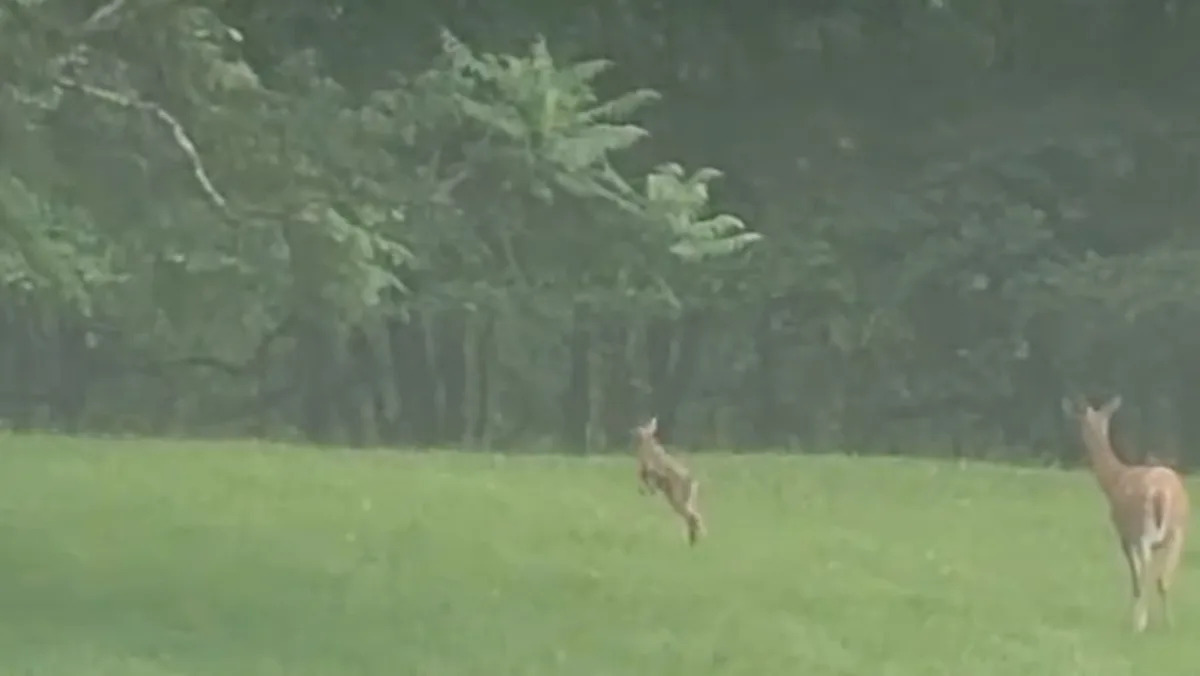 Backyard fawn spotted 'getting his steps in' as it prances through the yard