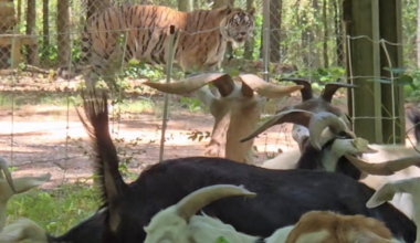 At Carolina Tiger Rescue, the landscapers are goats and the audience is tigers :: WRAL.com